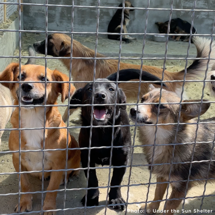 Send Medication to Protect Hundreds of Dogs from Deadly Illnesses